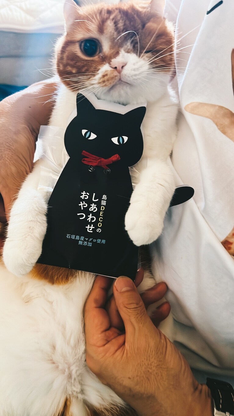 マサムネ ♂ 4歳。おやつ大好き♡（purnamaさん）