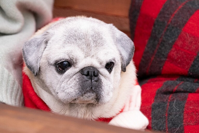 アザーカット。