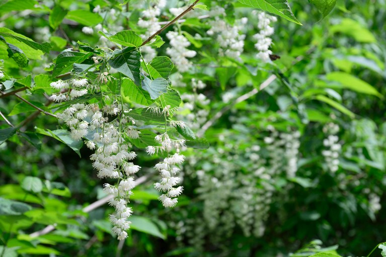 自然豊かな登山道には美しい花々が。