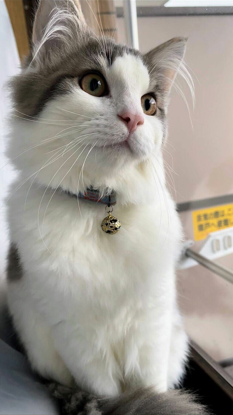 銀時 オス 0歳。毎朝の日課のニャルソクしてる時の可愛いかお（コムスさん）。