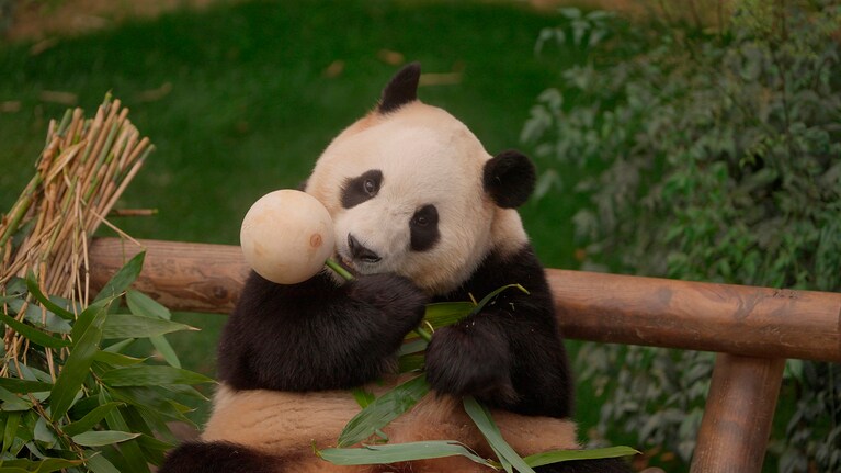 フーバオが抱きしめているのは、キャンディーの形をした「チュッパ竹」。フーバオの一生がお菓子のように甘く、楽しいものであることを願いながら飼育員が作った　©2024 ACOMMZ and EVERLAND RESORT. All rights reserved