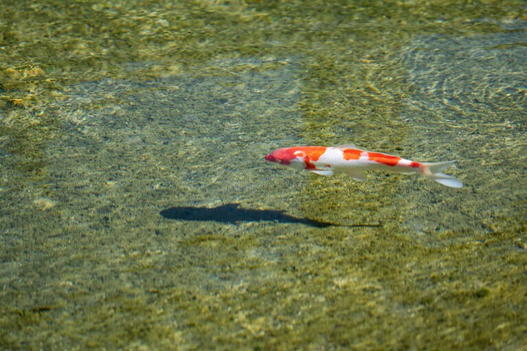 新潟県・里山十帖の秋