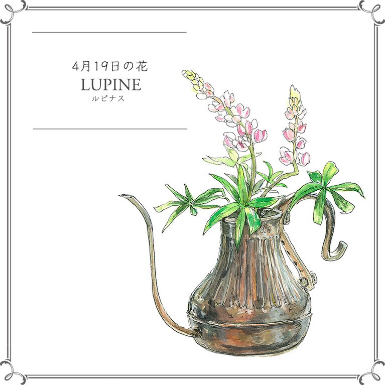 4月19日の花「ルピナス」