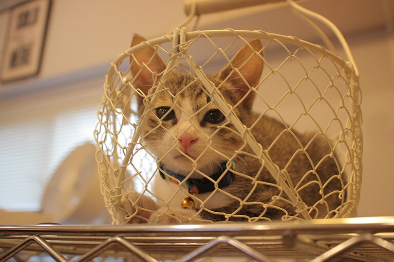 ジャニーさん ♂ 0歳。いただいたお菓子のかご。スキがあったら俺のもの。どうだ～。可愛いだろ～。