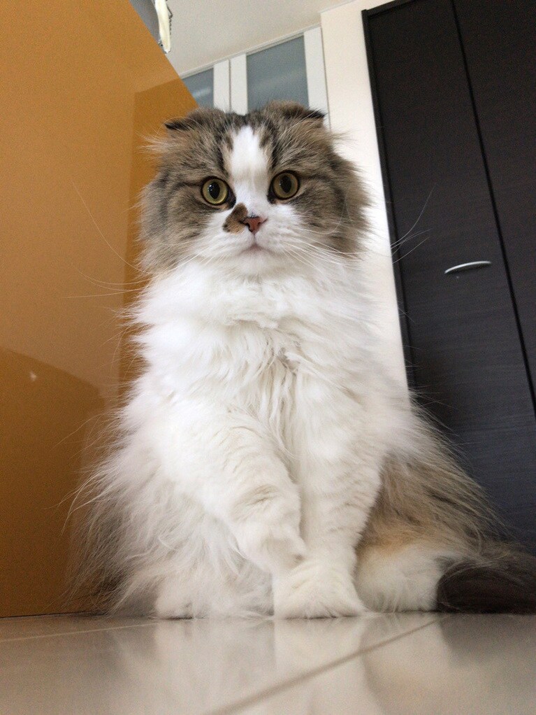 ももた ♂ 4歳。