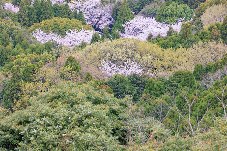 【佐賀県】鏡山展望台から見る山桜。写真：TAKAYANshot/イメージマート