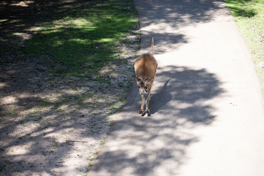 道を歩くカンガルー。