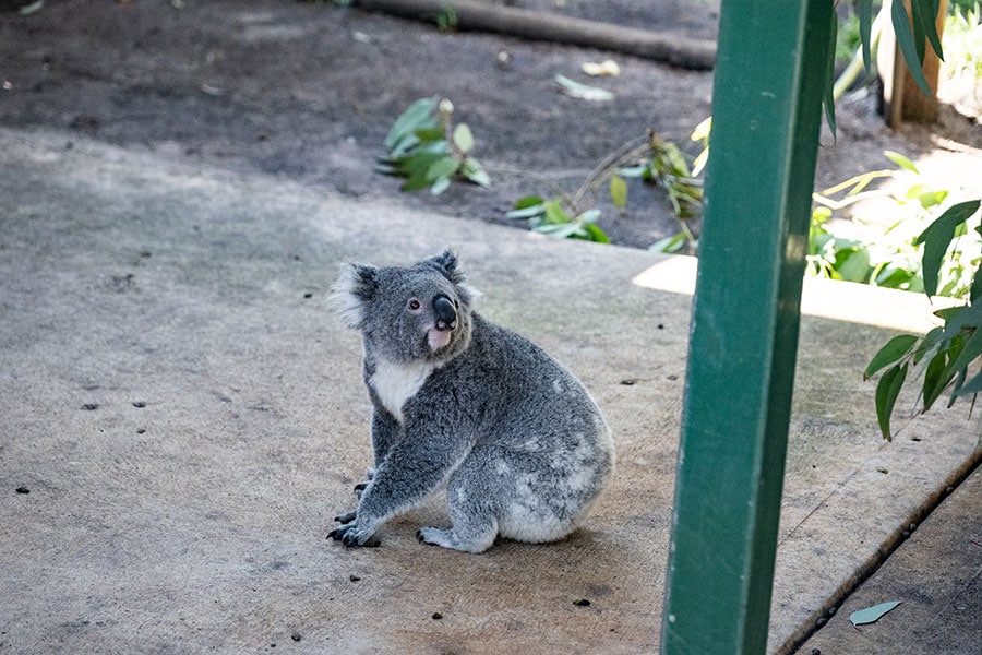 手の先もかわいい。