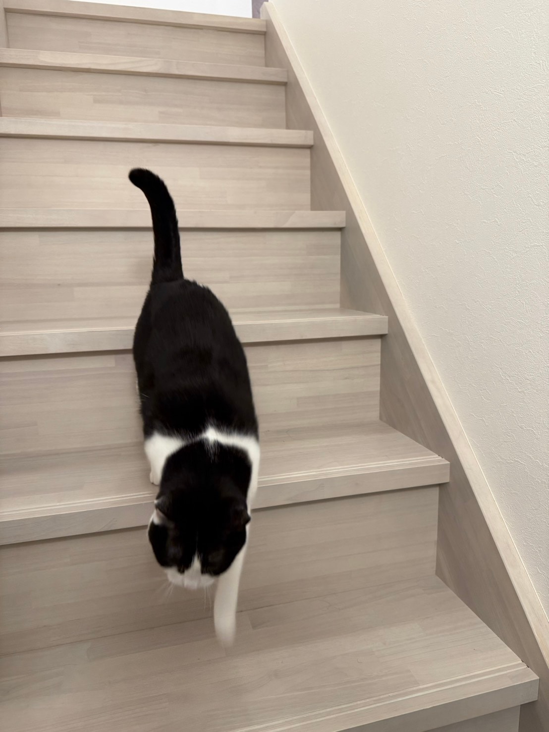 秋山さんの愛猫・ググちゃん。