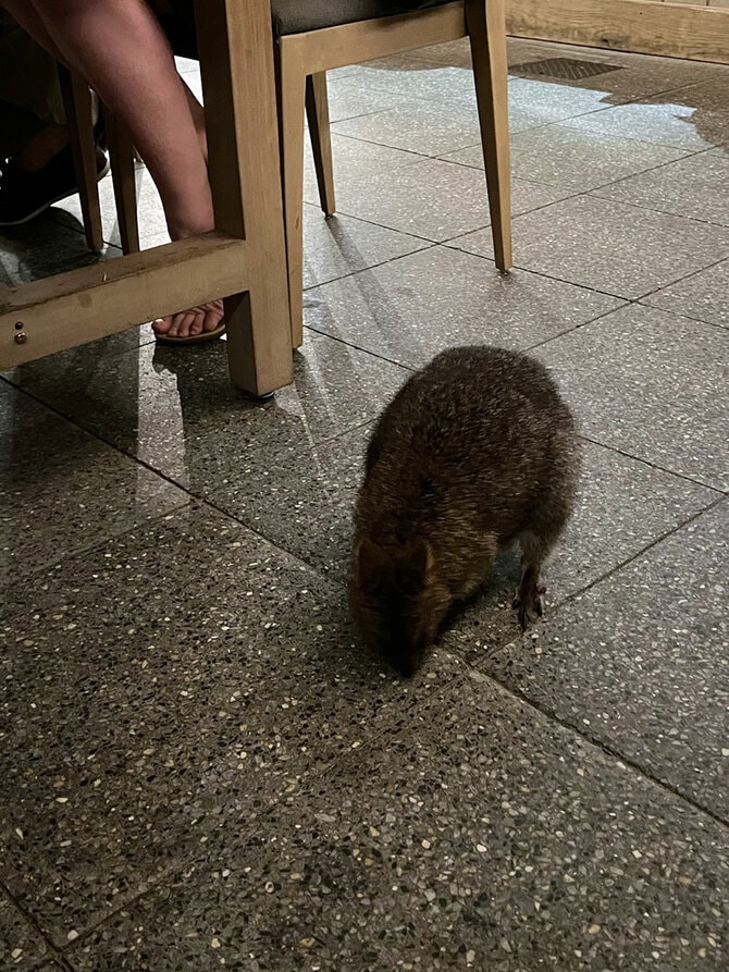 2ページ目)人口166人の島に1万匹以上!? “世界一幸せな動物”クオッカの楽園 オーストラリア【ロットネスト島】 | 古関千恵子の世界極楽ビーチ百景