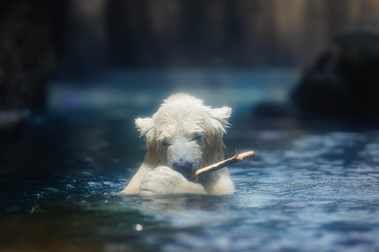 水遊びが大好きなライ。