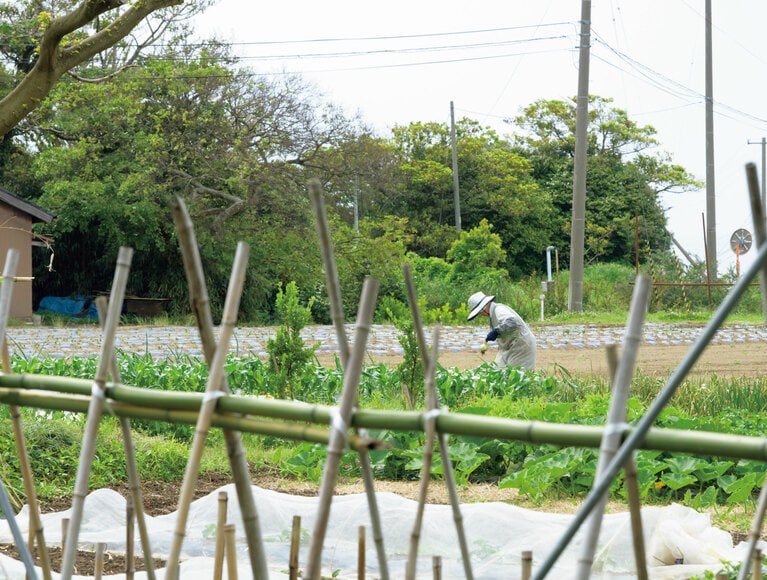 宿から見える隣の畑。