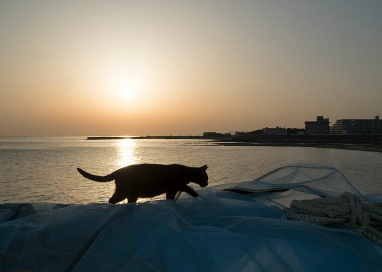 夕方も猫の活動時間。