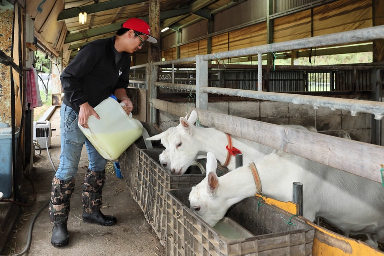 ホエイを混ぜた飲み水はヤギたちも大好物。