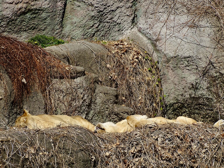 ライオンの夫婦、トムとサナ。
