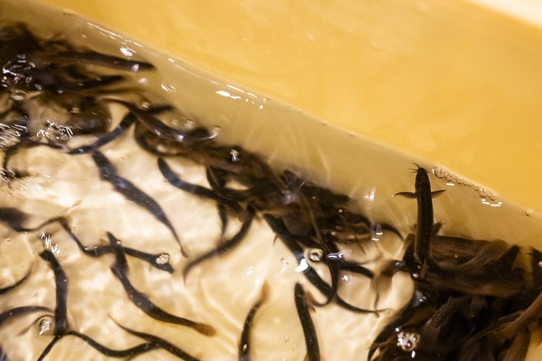 十日町から到着したばかりの天然のどじょうは、1週間ほど山の水で泥抜きを。