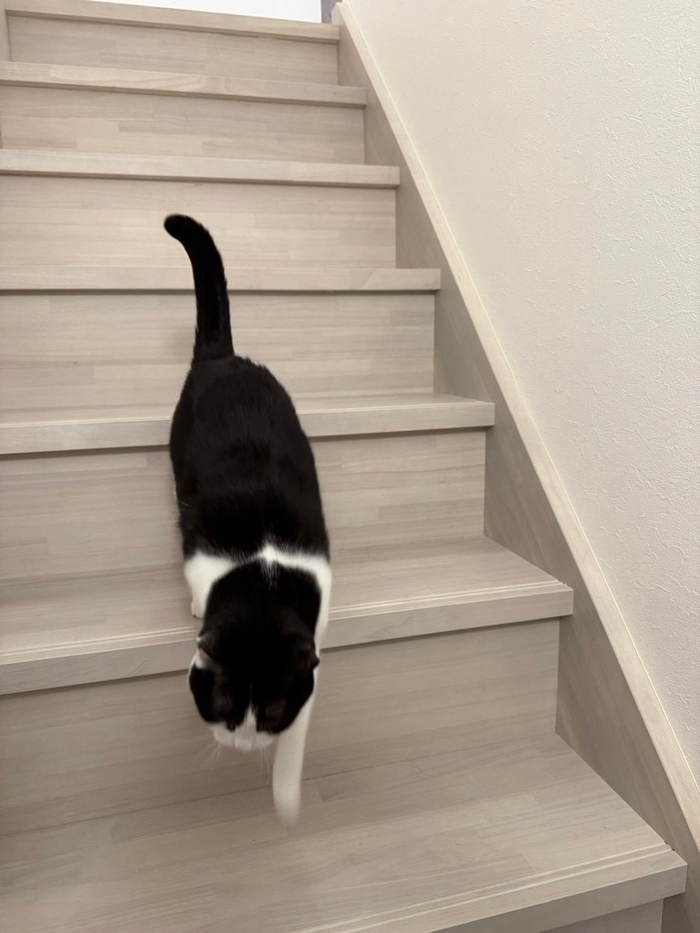 秋山さんの愛猫・ググちゃん。