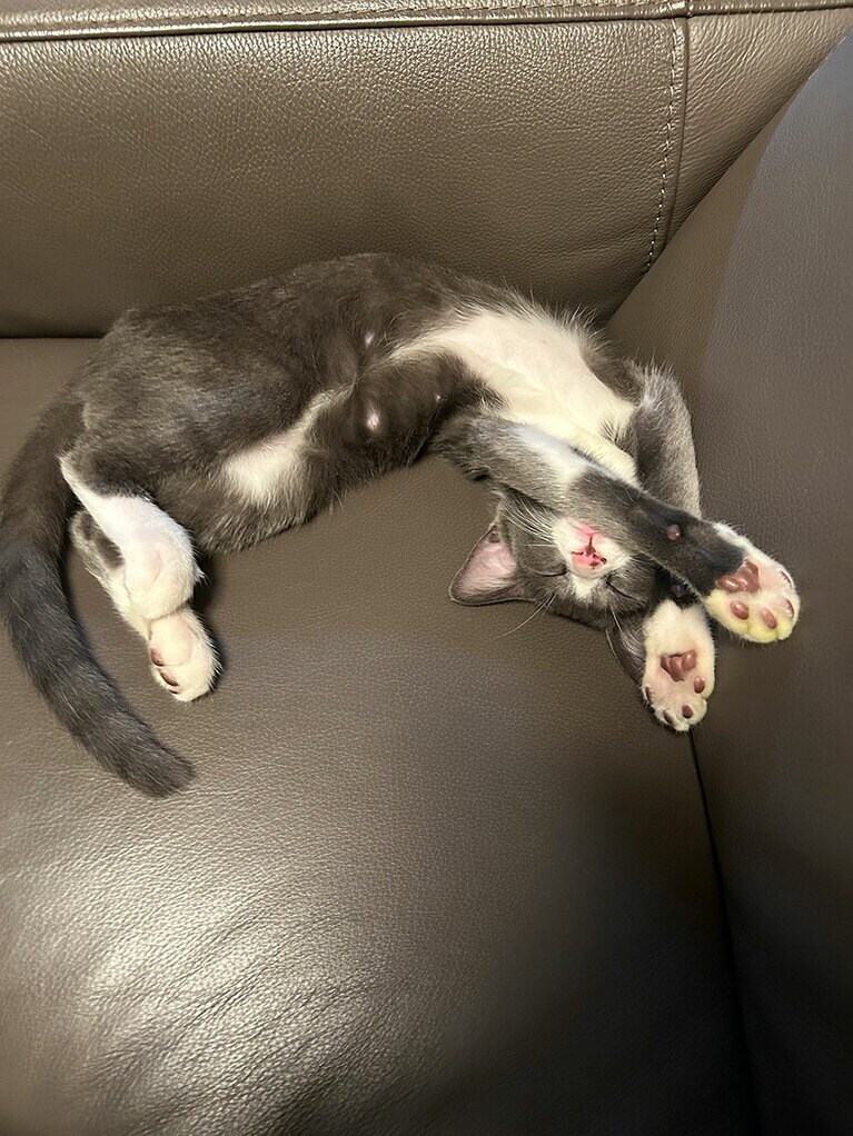 トム ♂ 1歳。珍しいグレー毛色のハチワレ君。元気いっぱいでイタズラ大好きな甘えん坊です。大暴れした後の熟睡モードです（まよさん）