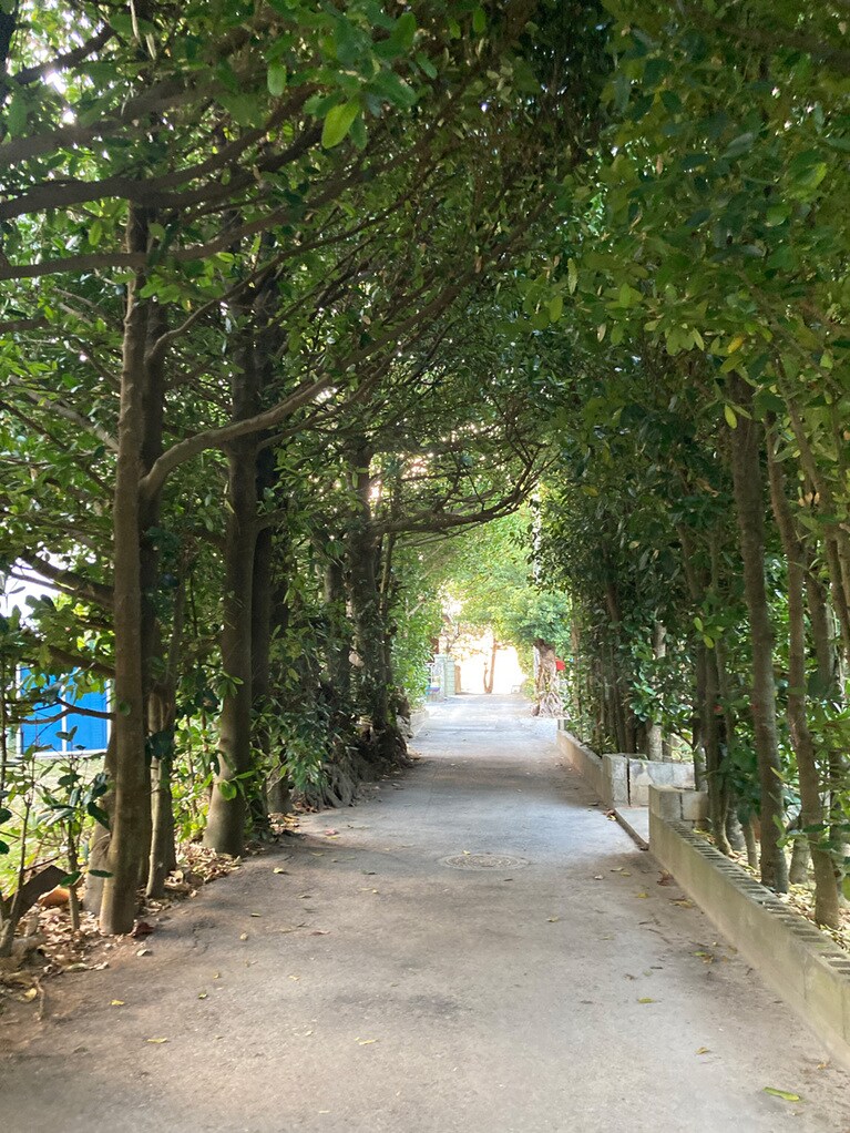 台風から家屋を守る暴風林として活躍しているフクギ並木。樹齢300年を超える木も。