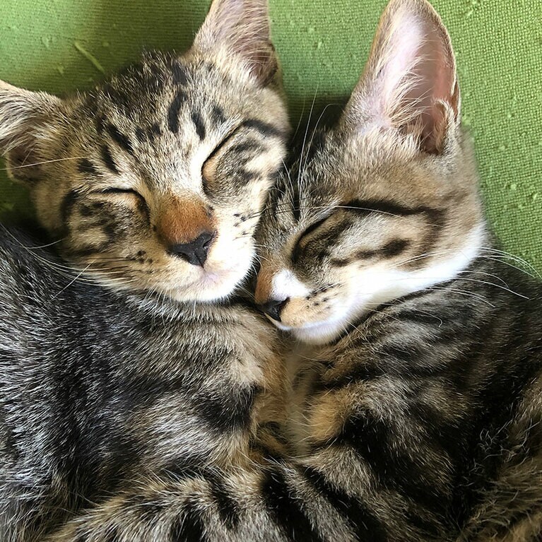 モモとブラン メスとオス 現在1歳半（写真の時は3カ月）。多頭飼育の飼い主さんから兄弟で引き取りました。性格は違いますが、いまでも仲良しです（アッキーさん）。