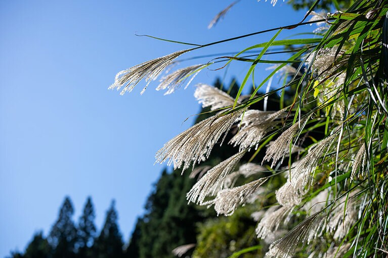 新潟県・里山十帖の秋