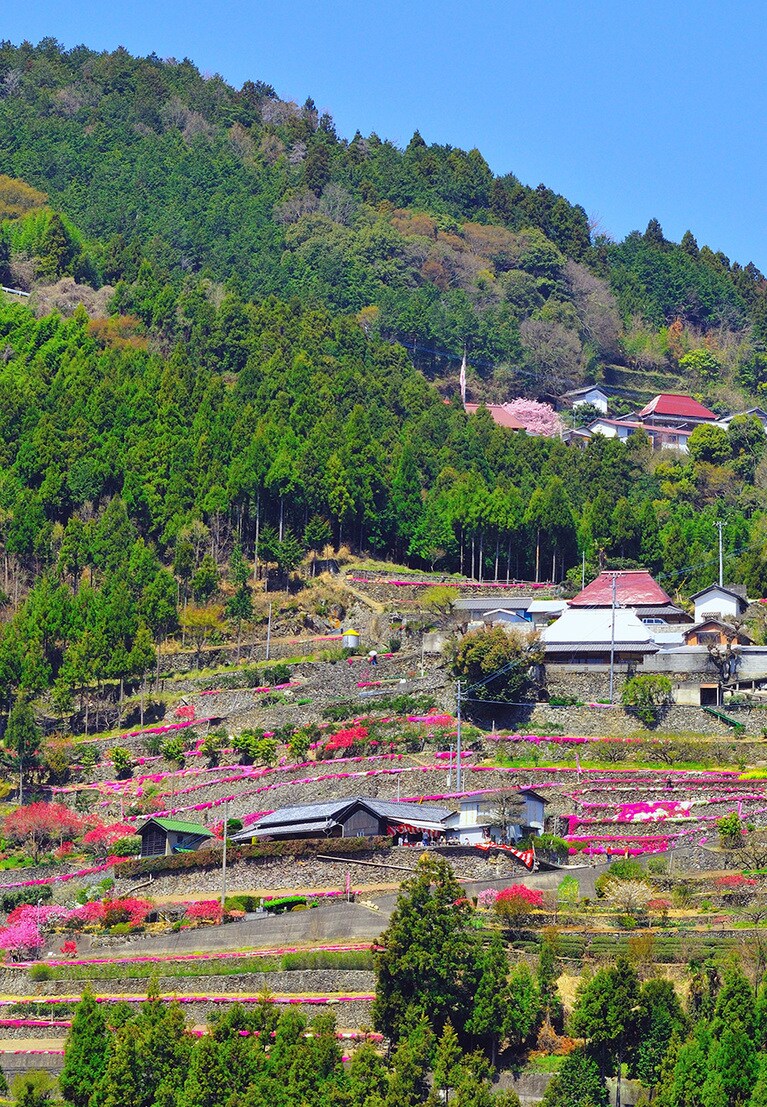 高開の石積みのシバザクラ／徳島県