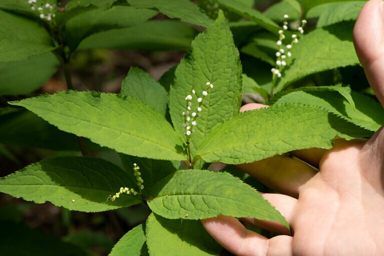 フタリシズカ：センリョウ科。小花は丸く、雄しべが雌しべを包み込んでいます。葉に光沢はなく、全体的に控えめ。