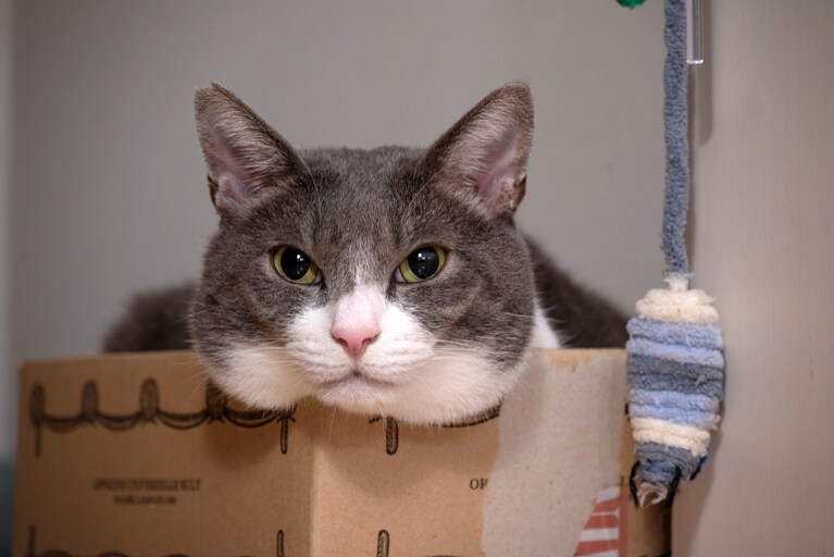 ぐり ♂ 推定9歳。いつもかわいい（sugitacoさん）