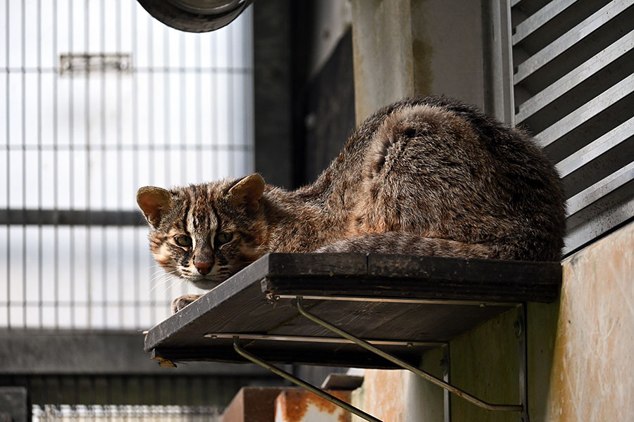 対馬野生生物保護センターで会えるかなたくん。