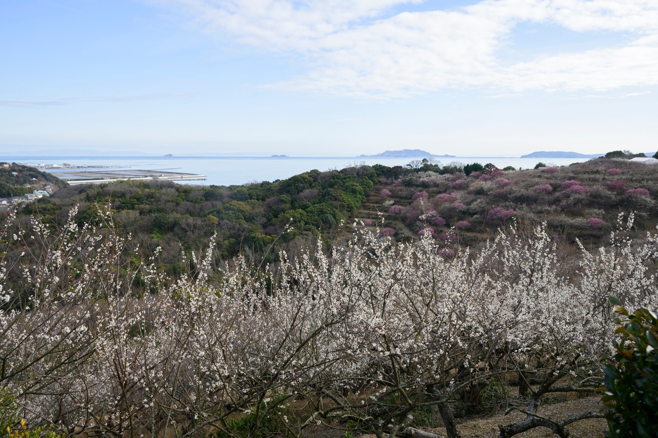 綾部山梅林は全国各地の梅の名所の中で唯一、海の見える梅園として知られる。瀬戸内の家島群島、小豆島、淡路島、遠くには四国も望める。