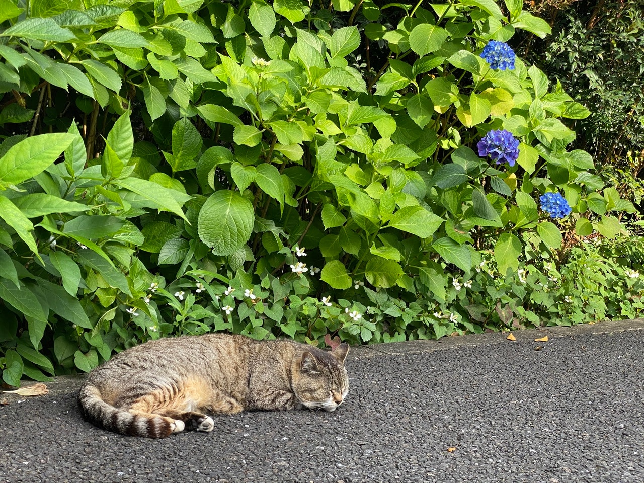 田中さん撮影の地域猫。