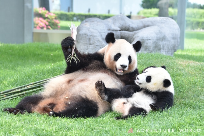 良浜と結浜。©アドベンチャーワールド