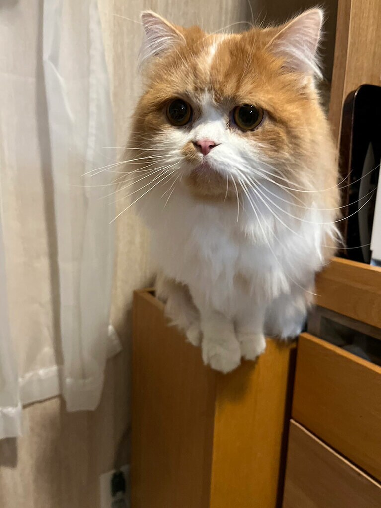 パンくん ♂ 1歳。食いしん坊のパンくんです。晩ご飯はサバの味噌煮かなの顔です。