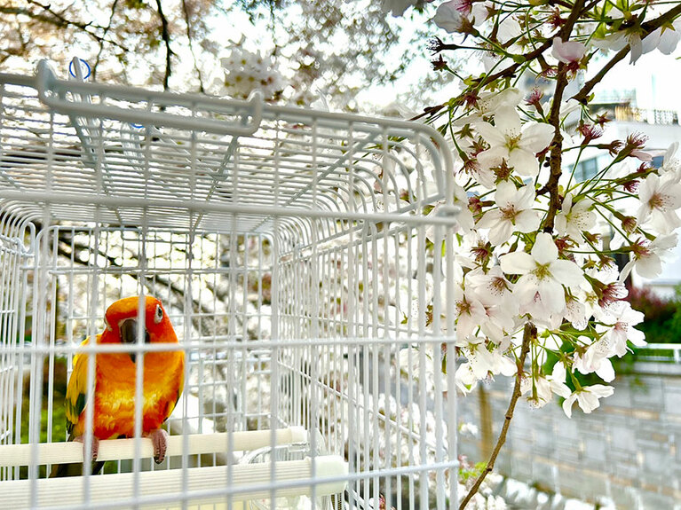 うちの子ベストショット④「毎年一緒に花見」