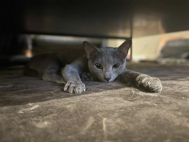 【パンサー・菅さん】うちの子ベストショット③「ホットカーペットを付けるとペタッとなるのがヤバいですね」