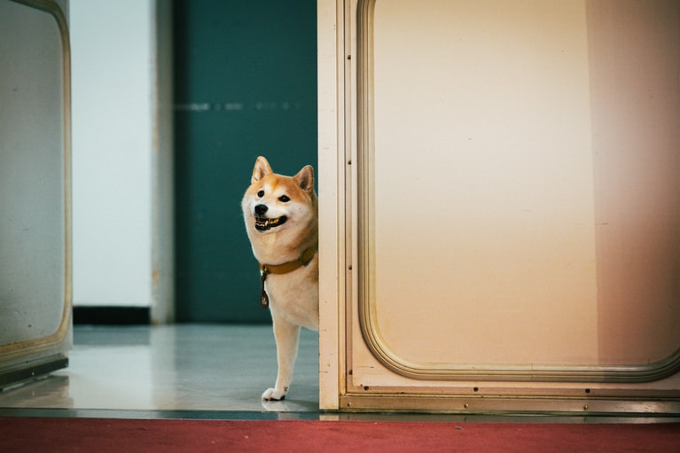 主人公・相楽の愛犬・福助を演じた「のこ」。