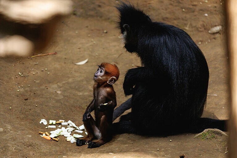 チョコとミント。