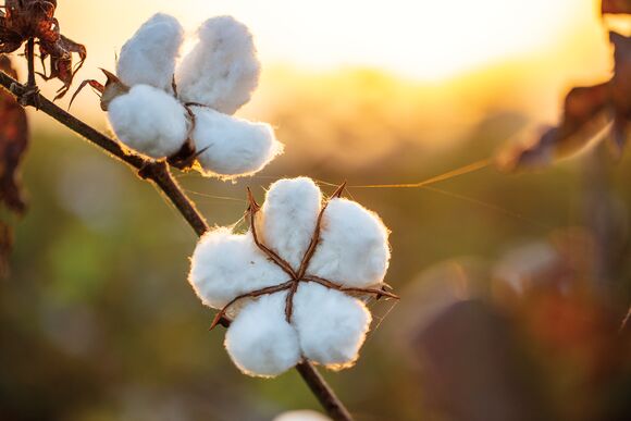 PHOTO CREDIT: Tim Davis© Patagonia, Inc.