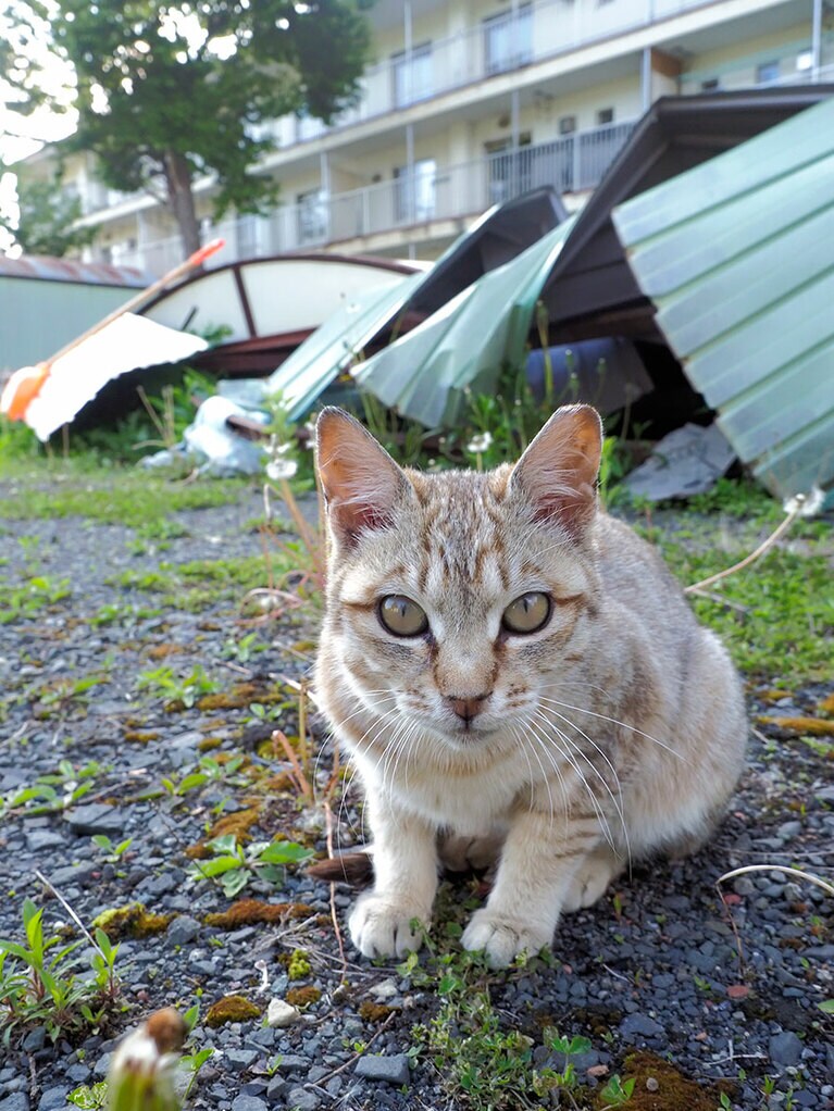 「この冬の雪で……『秘密基地』が倒壊してしまったのニャ……」