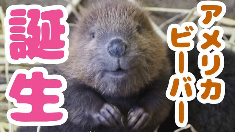 「たわし」に似ていると評判。「【千葉市動物公園公式】アメリカビーバー4頭 誕生」より。