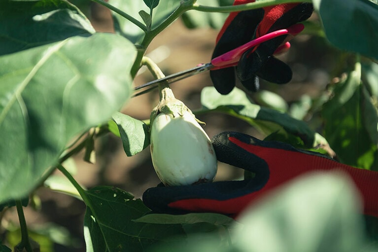 「とろーり旨なす」は他の食材に色移りしないのも魅力。