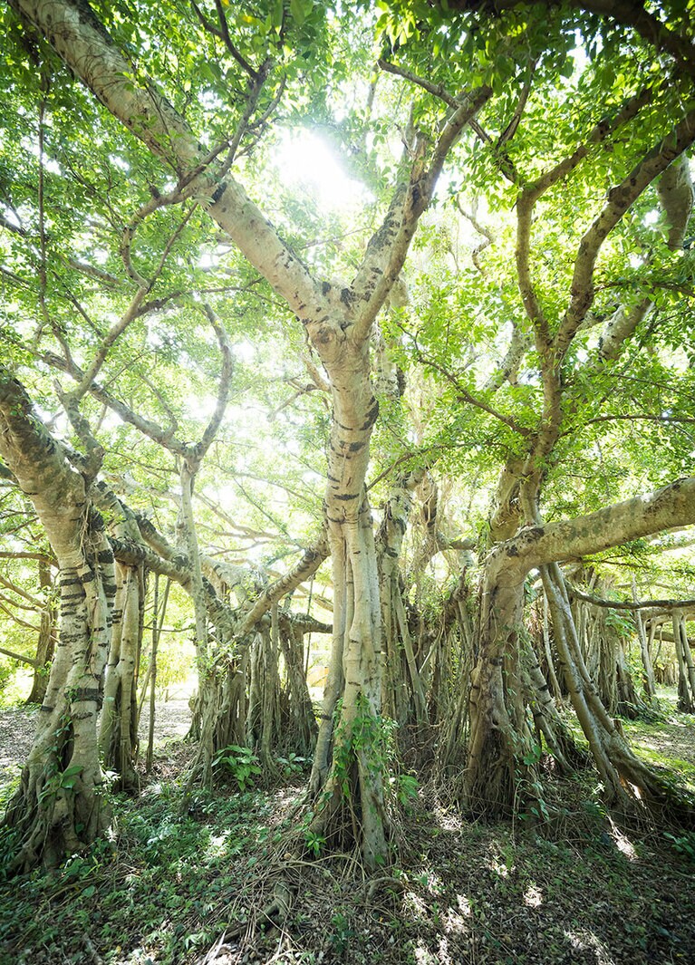 工房のシンボル、樹齢数百年という千本足のガジュマル。