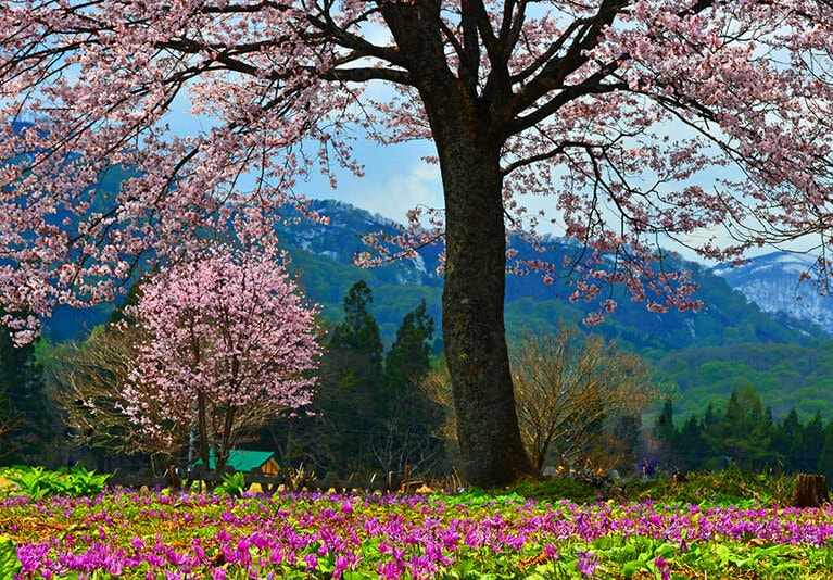 安ヶ沢カタクリ群生地／岩手県