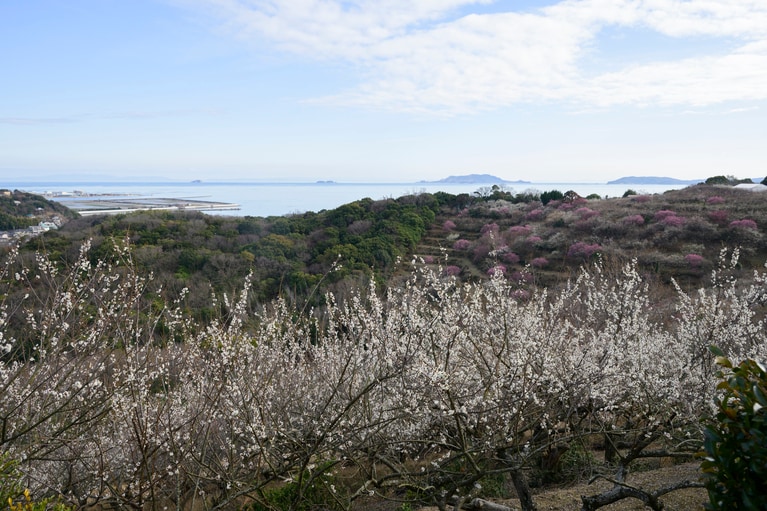 綾部山梅林は全国各地の梅の名所の中で唯一、海の見える梅園として知られる。瀬戸内の家島群島、小豆島、淡路島、遠くには四国も望める。