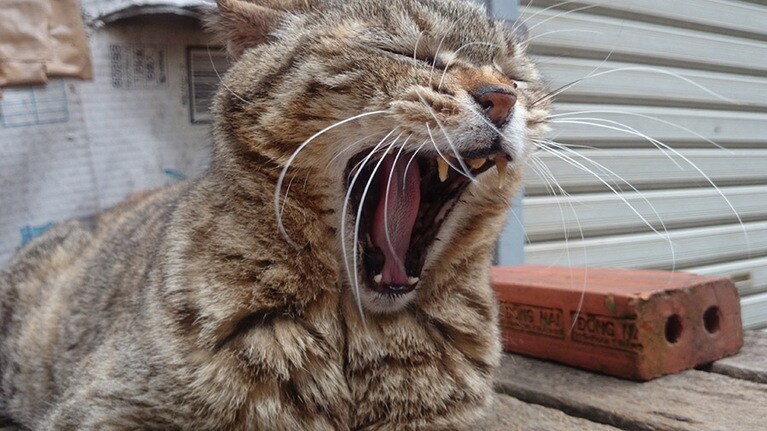 ルカ ♂ 10歳。眠いから、ほっとけー