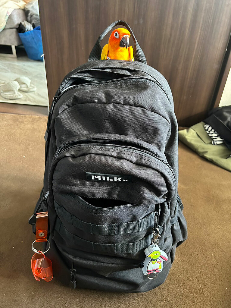 うちの子ベストショット⑤「留守番が嫌いなのでどいてくれません」