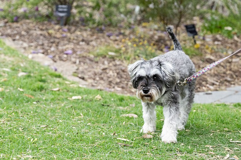 キングスパーク。