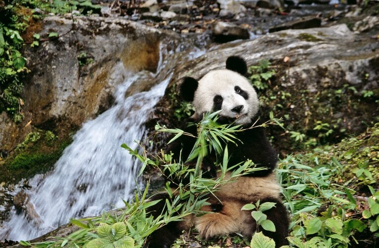 四川省の竹林で竹を食べるジャイアントパンダの子ども。©Alamy