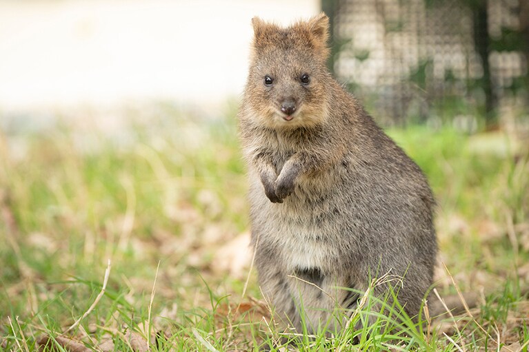 赤ちゃんはお母さんのお腹の袋で育つ。