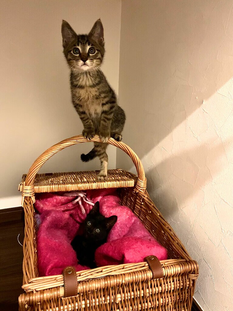 レオとアリア ♂ 2歳。我が家へ来たばかりの頃。